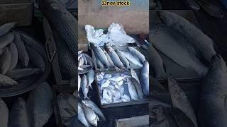 Today stock #fish #fishbazar #fishcooking #fishmarket #fishcutting  #tranding #viralvideo #shorts