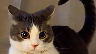 Funny Cats 2024 Cat Funny Videos − Funny Cats