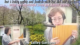 샐리가든 (The Salley Gardens)