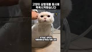 고양이 삼형제를 동시에 목욕시켜봤습니다