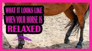 5 Signs Of Relaxation In Horses