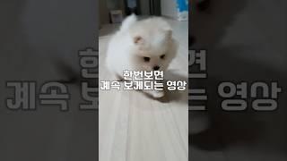 아장아장 강아지 영상 #puppy #happy