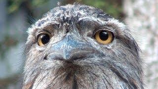 The extraordinary face of Australia's Tawny Frogmouth