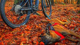 NIGHT RIDE WITH MY BELGIAN MALINOIS !