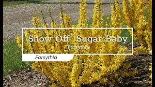 30 Seconds with Show Off® Sugar Baby Forsythia