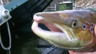 Wild Diaries with Ben Waddams - The King of All Fish