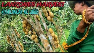 lanzones harvest ginamitan ng lubid season 2024