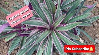 Oyster plant / Rhoeo plant / Variegated plant / plantito / plantita