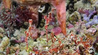 Red Halimeda Ghost Pipefish