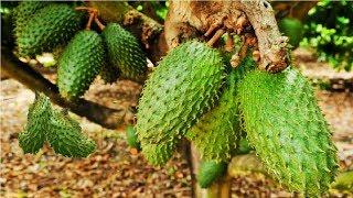 Awesome Soursop Fruit Farm and Harvest - Soursop Cultivation Agriculture Technology