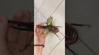 Flying Hercules beetle