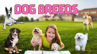 Paws Barks and Beyond | Popular Dog Breeds – Part 3| Animals | Learning for Kids!..