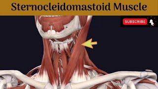 Sternocleidomastoid muscle | Attachment | Nerve Supply | Action | Relations