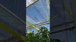 Painting  greenhouse with shade paint