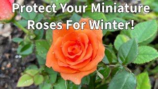 Winterize Miniature Roses with Leaves and Grass (Quick Method)