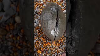 Is this rock a dinosaur egg #fossils  #rock  #hunting  #ammonites  #shorts