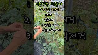 애플수박 3가지만 잘 하면 끝