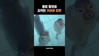 물범의 기습뽀뽀