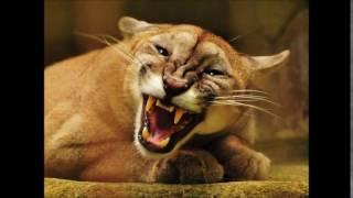 Cougar roar HD Sound Effect Rugido de puma Efecto de sonido HD