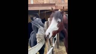 Cute Cats And Horses..#pets #new #shortsfeed #viralvideo #funny #fyp #cats #horses #shorts