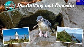 Die Catlins ∙ Delfine, Seelöwen und Pinguine ∙ Neuseeland ∙ Weltreise Vlog #55