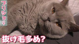 猫の毛並みについて【ブリティッシュショートヘア】ブラッシングのことなど。