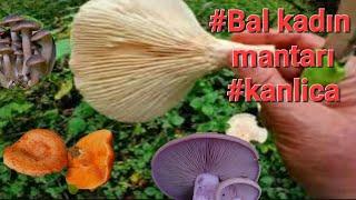 Almanyada sonbahar sonu mantarları #mantaravı #kanliça #balkadın #violetter #mushroom #viralvideo