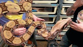 VISITING AN INSANE SNAKE COLLECTION! CHASE BAKER!! | BRIAN BARCZYK