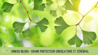 Ginkgo biloba : grand protecteur circulatoire et cérébral