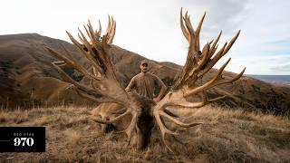 Venator New Zealand |  Three Massive Red Stags Scoring Over 900 SCI!