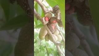 viral shorts of collecting Champak flower seeds|#shorts #champak