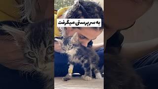 گربم مرد… | مینی ولاگ روزانه با من | ولاگ گربه ای