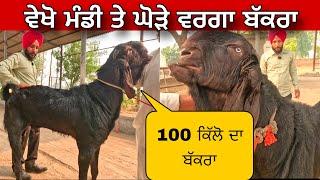 ਵੇਖੋ ਮੰਡੀ ਤੇ ਘੋੜੇ ਵਰਗਾ ਬੱਕਰਾ । Longowal Bakra Mandi #goat #goats