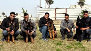 Top quality German Shepherd in MERRUT Uttarpradesh