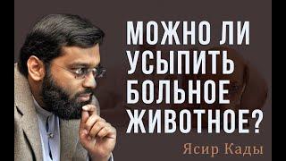 Можно ли усыплять безнадежно больных животных? Ясир Кады.