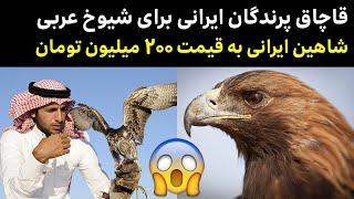 قوش بازی شیوخ عربی با پرندگان ایرانی - شیوخ پولدار