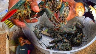 GIANT INVASIVE CRAYFISH CAUGHT IN CRYSTAL WATER  N SLINGSHOT HUNT EPIC