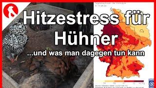 F235 Hitzestress bei Hühnern    - Jensman and the Huhns