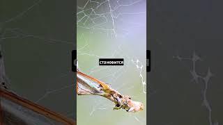 Тарантулы держат лягушек как питомцев ️