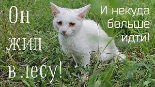 Котёнок полз на дорогу к людям просить еду/он жил в лесу и некуда больше идти/help save the kitten