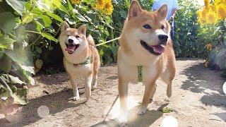 My Shiba Inu Goes on a Date!