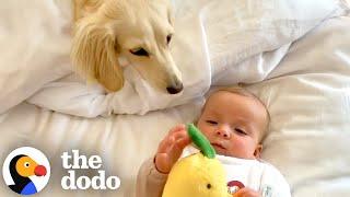 Tiny Dachshund Becomes Big Sister To Human Babies | The Dodo