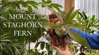 Mount Staghorn Fern in Under 5 Minutes (DIY)