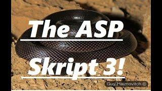 THE ASP-(David Altizer and Matt Gewicky)