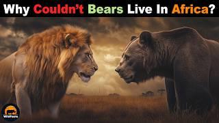 This is why bears CANNOT survive in Africa