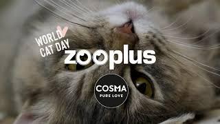 World Cat Day | zooplus.co.uk