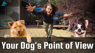 Your Dog's Point of View