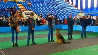 Служебные Собаки. Дрессировка Собак. Обнаружение Преступника по Запаху. Поиск Преступников по Запаху