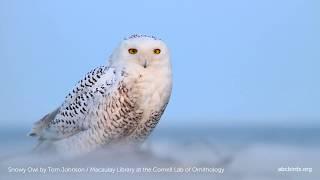 Snowy Owl