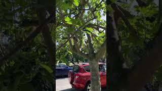 In #BallardWA, huge fig tree growing on the sidewalk.